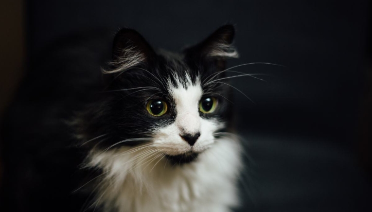 white norwegian forest kitten
