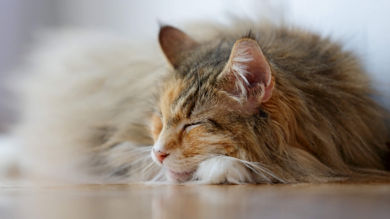 yellow norwegian forest cat