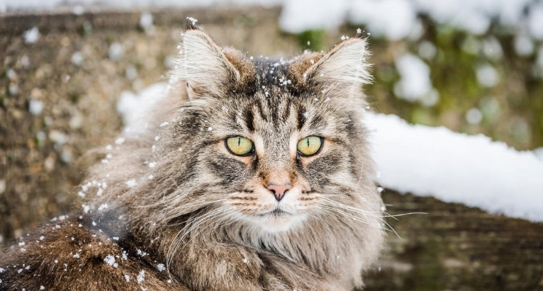 wegie cat