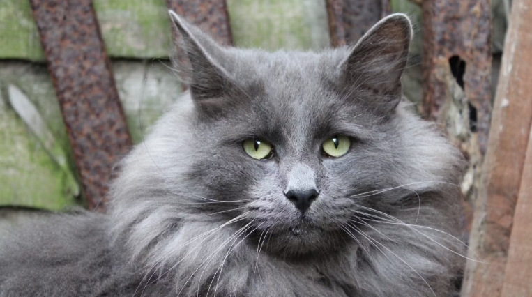 viking forest cat