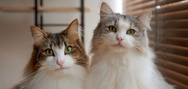 traits of a norwegian forest cat