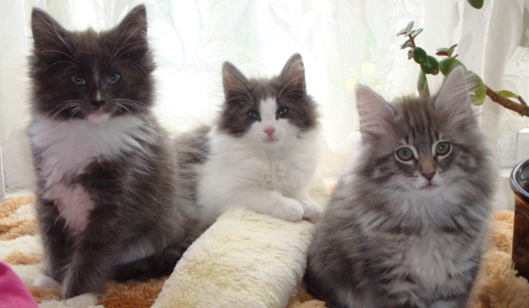 skogkatt kittens