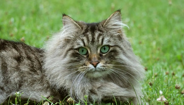 siberian cat norwegian forest