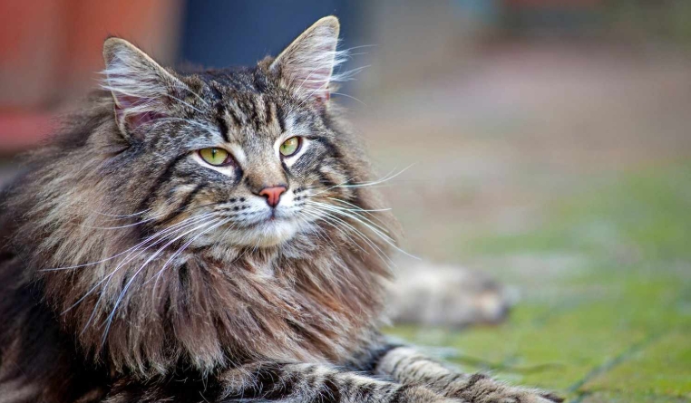scandinavian forest cat