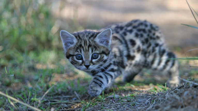 region forest cat