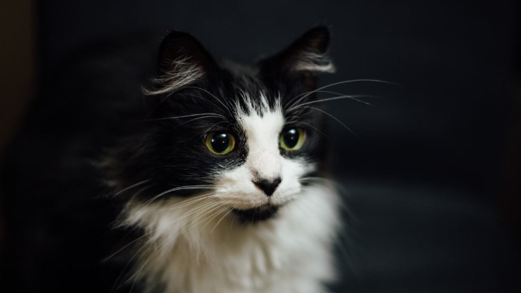 norwegian forest kitten black and white