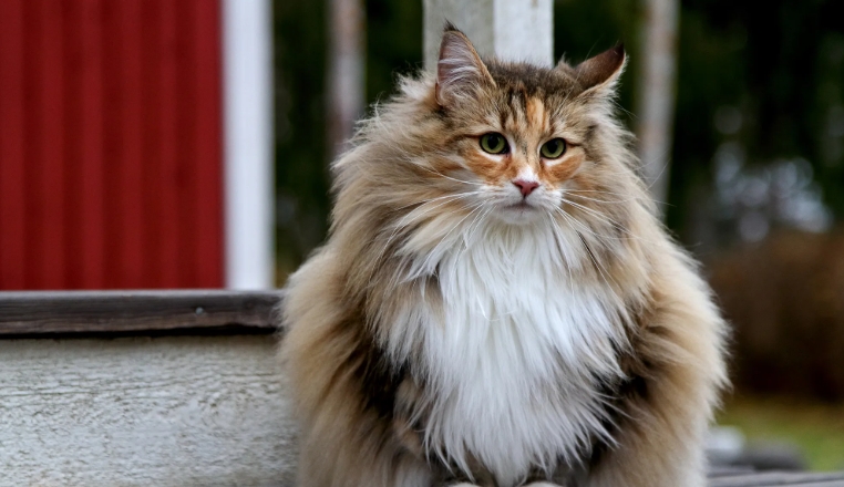persian x norwegian forest cat