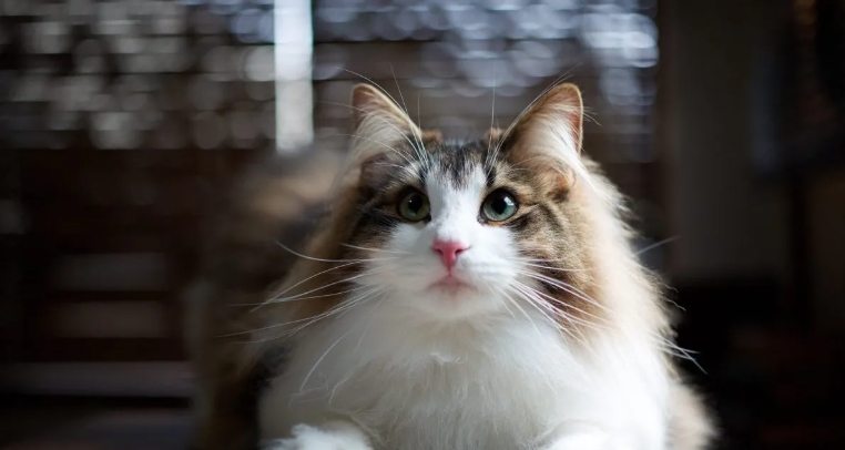 part norwegian forest cat