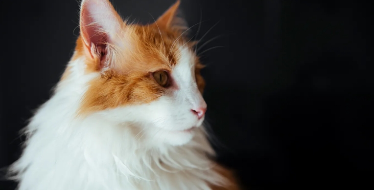 orange norwegian cat