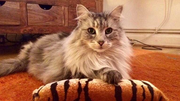 norwegian forest cat toys