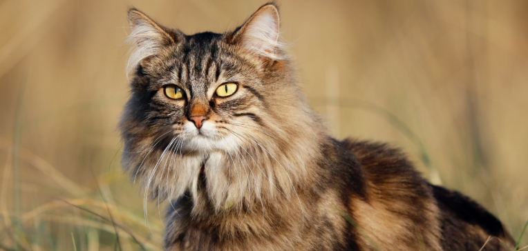 norwegian forest cat tabby