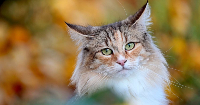 norwegian forest cat show
