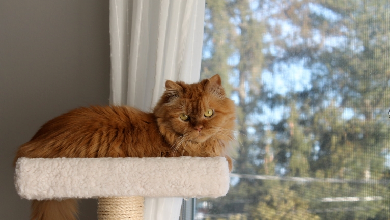 norwegian forest cat reddit