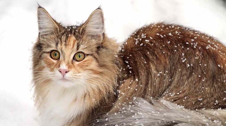 norwegian hunting cat