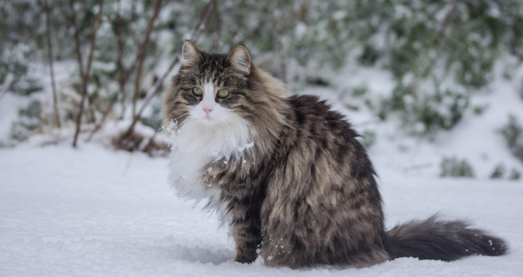 norwegian snow cat