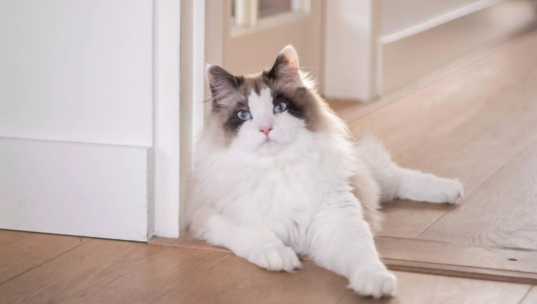 purebred norwegian forest cat for sale