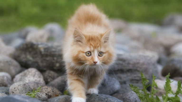 show me norwegian forest cats