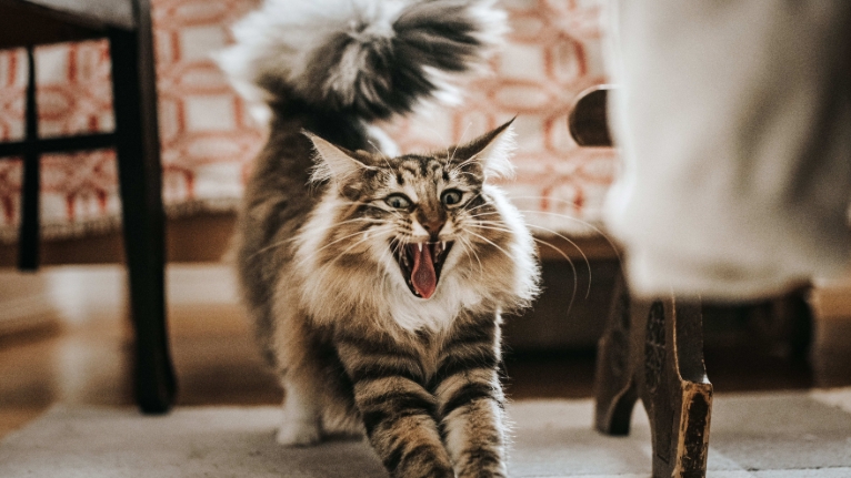 skogkatt freya