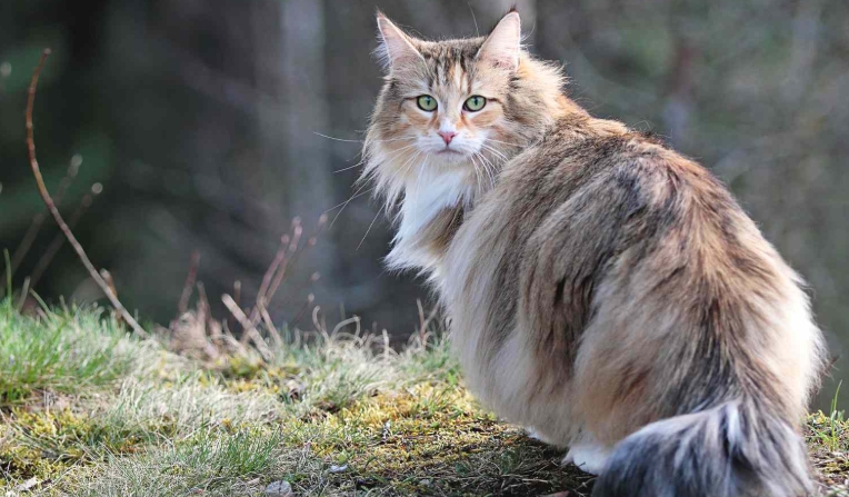 tortie norwegian forest cat
