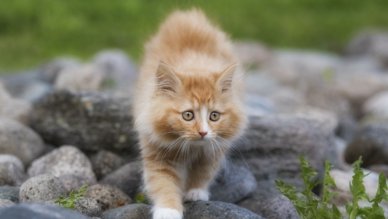 norwegian forest cat x maine coon kittens for sale