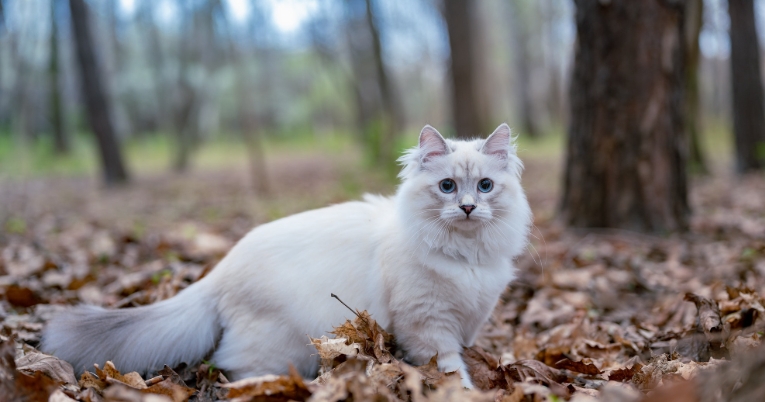 white norwegian forest cat price
