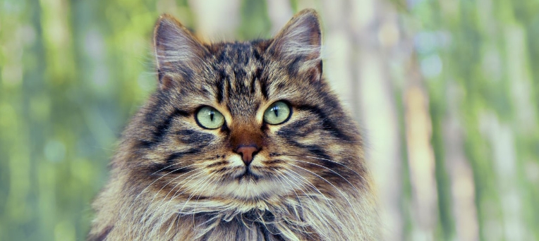 tree cat breed