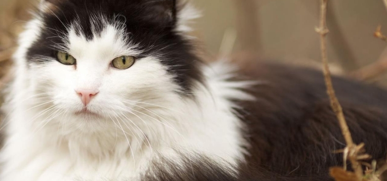 the norwegian forest cat