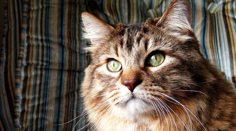 shireside norwegian forest cats