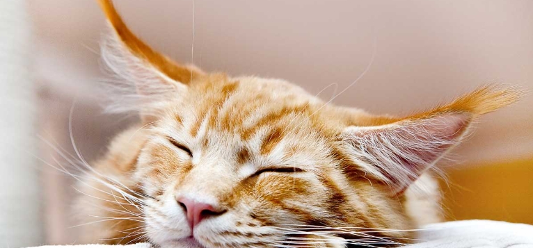red tabby norwegian forest cat