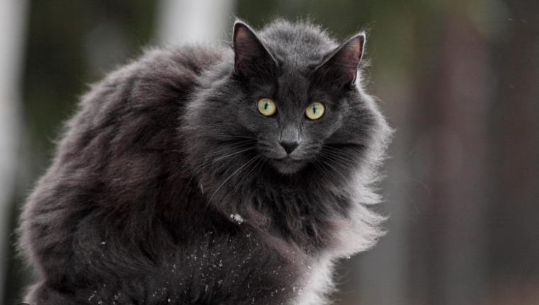 norwegian forest kitten black