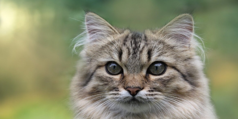 pet forest cat food