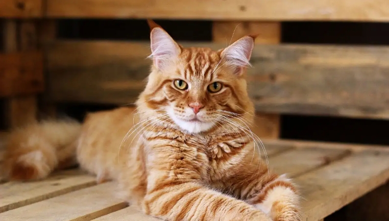 orange norwegian forest kitten