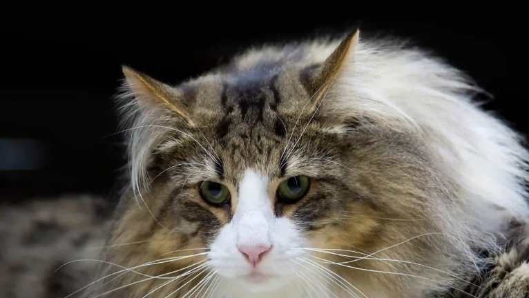 norwegian forest cat temperament
