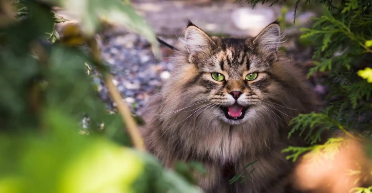 norwegian forest cat summer coat