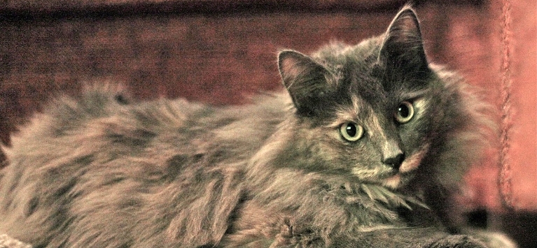 norwegian forest cat short hair