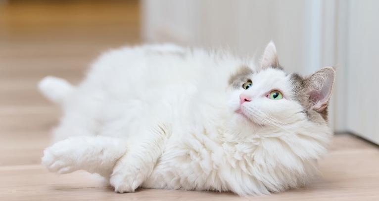 norwegian forest cat plush