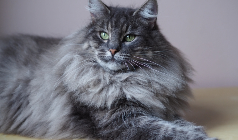 norwegian grey cat