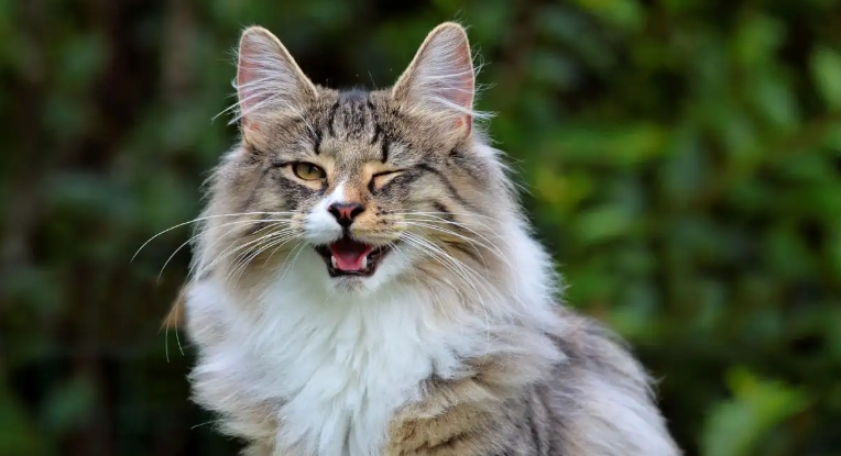 norwegian maine coon cat