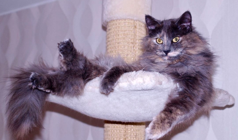 norwegian skogkatt