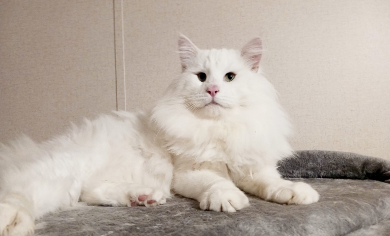 show me a norwegian forest cat