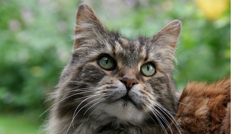 skogkatt for sale