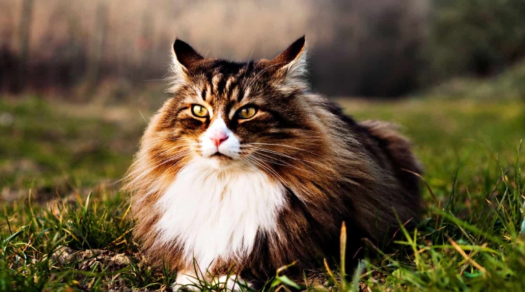 timber cat