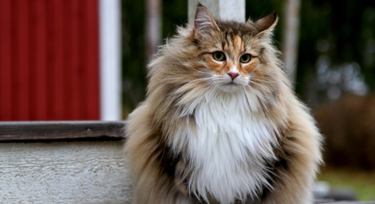 norwegian forest cat purebred