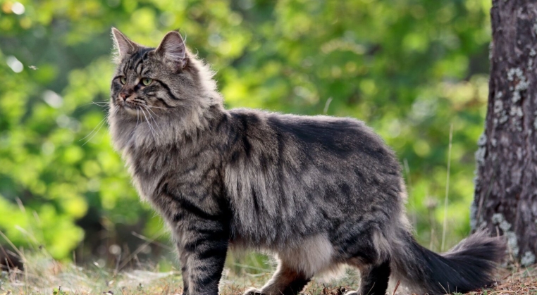 norwegian forest cat x british shorthair