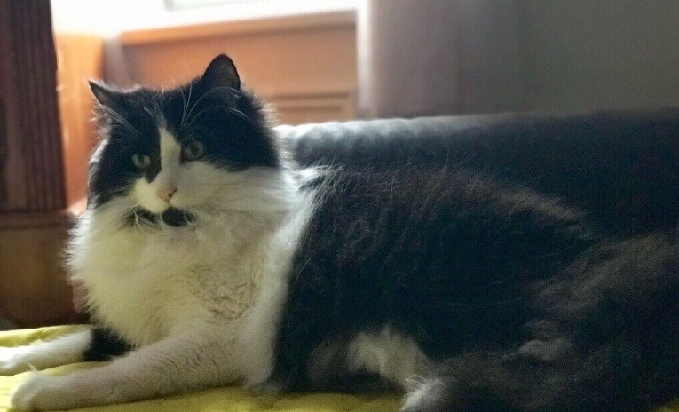 white norwegian forest cat for sale