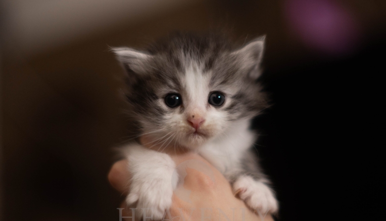white norwegian forest kittens for sale
