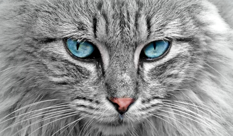 viking norwegian forest cat