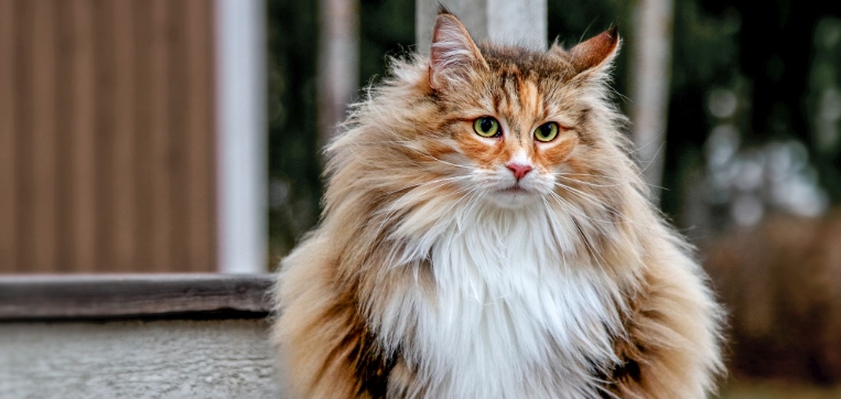 traits of norwegian forest cat