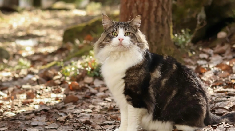 the forest cat