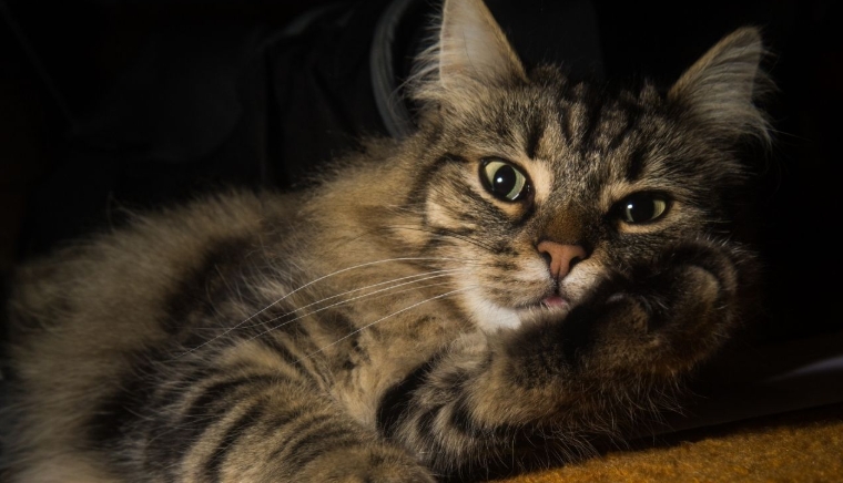 tabby norwegian forest cat kitten